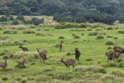 Horton Plains National Park - Sri Lanka sightseeing vacations