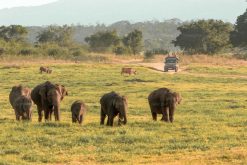 Minneriya National Park Safari - Sri Lanka Tours Packages