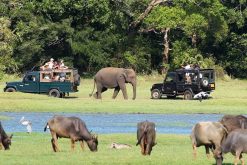 Minnneriya Tusker Safaris - Join Sri Lanka Adventure Tours Packages