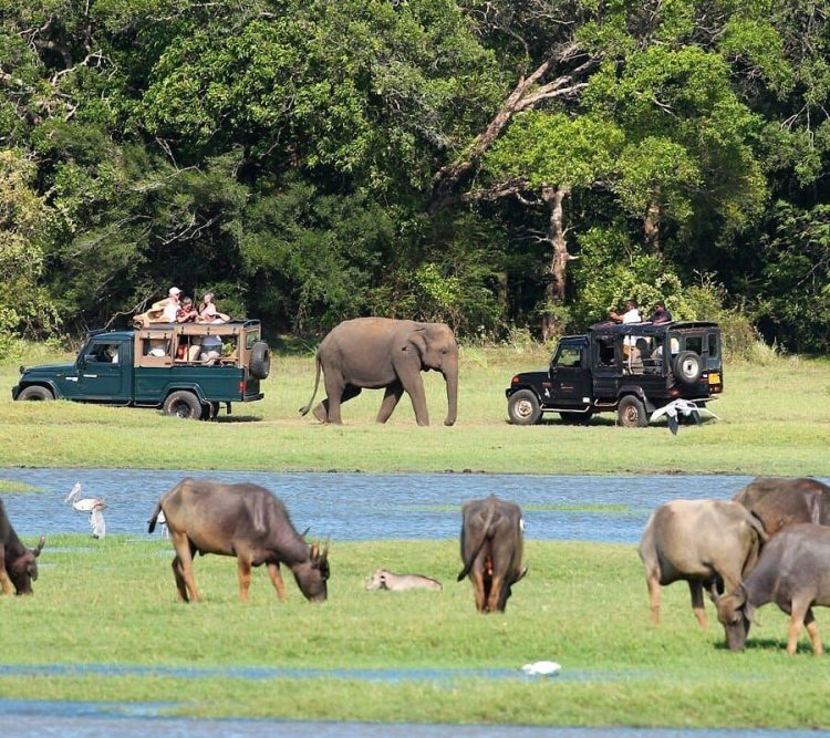 Minnneriya Tusker Safaris - Join Sri Lanka Adventure Tours Packages