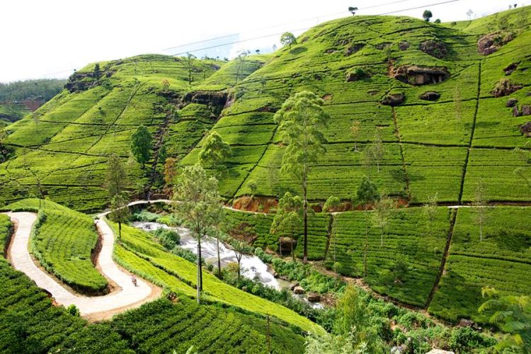 Nuwara Eliya- Sri Lanka sightseeing vacations