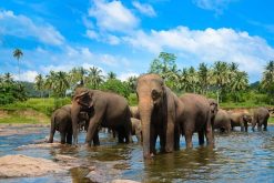 Pinnawala Elephant Orphanage - Sri Lanka Tours