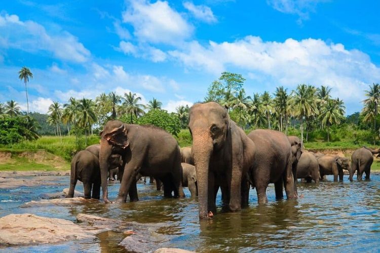 Pinnawala Elephant Orphanage - Sri Lanka Tours