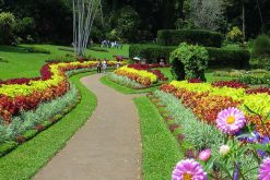 Royal Peradeniya Botanical Garden - sri lanka adventure tours