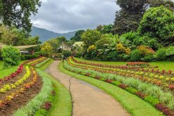 Spice & herbal garden - Sri Lanka Tour Packages