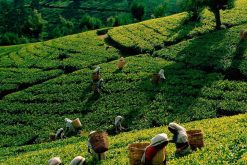 Tea Factory And Plantation - Sri Lanka 13 Days Tours Adventure