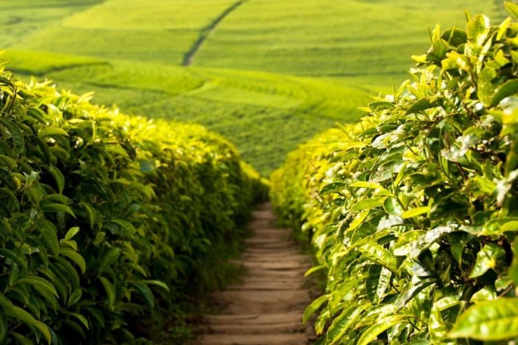 Tea Plantation and Factory - Exlore Sri Lanka 8 Days Adventure Tours Packages