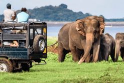 The Splendor of Paradise in Sri Lanka - 17 Days