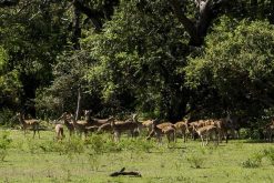 Yala National Park - Sri Lanka 8 Days Tours Adventure