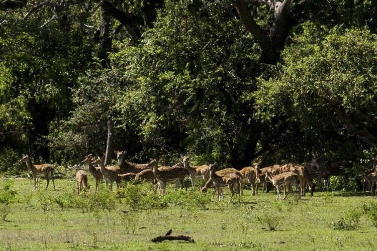 Yala National Park - Sri Lanka 8 Days Tours Adventure