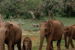 Yala National Park - sri lanka adventure tours